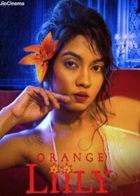 Orange Lilly 20232